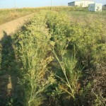 orti sanatflora