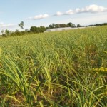 sing